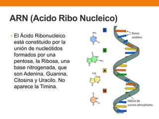 ARN (Acido Ribo Nucleico)
• El Ácido Ribonucleico
está constituido por la
unión de nucleótidos
formados por una
pentosa, la Ribosa, una
base nitrogenada, que
son Adenina, Guanina,
Citosina y Uracilo. No
aparece la Timina.
 