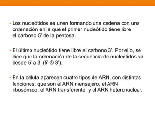 • Los nucleótidos se unen formando una cadena con una
ordenación en la que el primer nucleótido tiene libre
el carbono 5’ de la pentosa.
• El último nucleótido tiene libre el carbono 3’. Por ello, se
dice que la ordenación de la secuencia de nucleótidos va
desde 5’ a 3’ (5’ ® 3’).
• En la célula aparecen cuatro tipos de ARN, con distintas
funciones, que son el ARN mensajero, el ARN
ribosómico, el ARN transferente y el ARN heteronuclear.
 