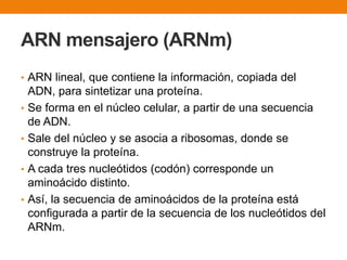 ARN mensajero (ARNm)
• ARN lineal, que contiene la información, copiada del
ADN, para sintetizar una proteína.
• Se forma en el núcleo celular, a partir de una secuencia
de ADN.
• Sale del núcleo y se asocia a ribosomas, donde se
construye la proteína.
• A cada tres nucleótidos (codón) corresponde un
aminoácido distinto.
• Así, la secuencia de aminoácidos de la proteína está
configurada a partir de la secuencia de los nucleótidos del
ARNm.
 