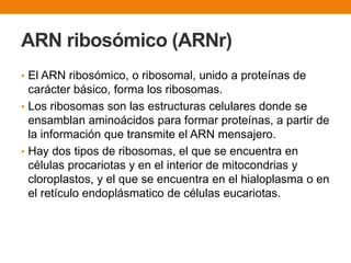 ARN ribosómico (ARNr)
• El ARN ribosómico, o ribosomal, unido a proteínas de
carácter básico, forma los ribosomas.
• Los ribosomas son las estructuras celulares donde se
ensamblan aminoácidos para formar proteínas, a partir de
la información que transmite el ARN mensajero.
• Hay dos tipos de ribosomas, el que se encuentra en
células procariotas y en el interior de mitocondrias y
cloroplastos, y el que se encuentra en el hialoplasma o en
el retículo endoplásmatico de células eucariotas.
 