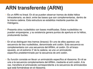 ARN transferente (ARNt)
• Es un ARN no lineal. En él se pueden observar tramos de doble hélice
intracatenaria, es decir, entre las bases que son complementarias, dentro de
la misma cadena. Esta estructura se estabiliza mediante puentes de
Hidrógeno.
• Presenta otros nucleótidos con bases modificadas. Estos nucleótidos no
pueden emparejarse, y su existencia genera puntos de apertura en la hélice,
produciendo bucles.
• En el se distinguen tres tramos (brazos): En uno de ellos aparece una
secuencia de tres nucleótidos, denominada anti codón. Esta secuencia es
complementaria con una secuencia del ARNm, el codón. En el brazo
opuesto, en el extremo 3′ de la cadena, se une un aminoácido
específico predeterminado por la secuencia de anti codón.
• Su función consiste en llevar un aminoácido específico al ribosoma. En él se
une a la secuencia complementaria del ARNm, mediante el anti codón. A la
vez, transfiere el aminoácido correspondiente a la secuencia de aminoácidos
que está formándose en el ribosoma.
 