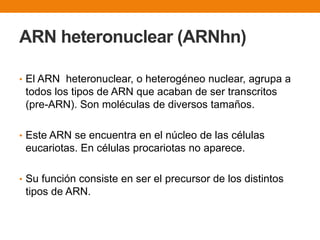 ARN heteronuclear (ARNhn)
• El ARN heteronuclear, o heterogéneo nuclear, agrupa a
todos los tipos de ARN que acaban de ser transcritos
(pre-ARN). Son moléculas de diversos tamaños.
• Este ARN se encuentra en el núcleo de las células
eucariotas. En células procariotas no aparece.
• Su función consiste en ser el precursor de los distintos
tipos de ARN.
 
