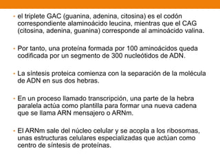 • el triplete GAC (guanina, adenina, citosina) es el codón
correspondiente alaminoácido leucina, mientras que el CAG
(citosina, adenina, guanina) corresponde al aminoácido valina.
• Por tanto, una proteína formada por 100 aminoácidos queda
codificada por un segmento de 300 nucleótidos de ADN.
• La síntesis proteica comienza con la separación de la molécula
de ADN en sus dos hebras.
• En un proceso llamado transcripción, una parte de la hebra
paralela actúa como plantilla para formar una nueva cadena
que se llama ARN mensajero o ARNm.
• El ARNm sale del núcleo celular y se acopla a los ribosomas,
unas estructuras celulares especializadas que actúan como
centro de síntesis de proteínas.
 