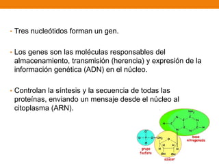 • Tres nucleótidos forman un gen.
• Los genes son las moléculas responsables del
almacenamiento, transmisión (herencia) y expresión de la
información genética (ADN) en el núcleo.
• Controlan la síntesis y la secuencia de todas las
proteínas, enviando un mensaje desde el núcleo al
citoplasma (ARN).
 