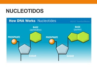 NUCLEOTIDOS
 
