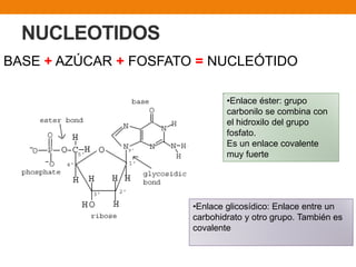 BASE + AZÚCAR + FOSFATO = NUCLEÓTIDO
•Enlace éster: grupo
carbonilo se combina con
el hidroxilo del grupo
fosfato.
Es un enlace covalente
muy fuerte
•Enlace glicosídico: Enlace entre un
carbohidrato y otro grupo. También es
covalente
NUCLEOTIDOS
 