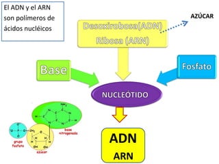 El ADN y el ARN
son polímeros de
ácidos nucléicos
AZÚCAR
ADN
ARN
 