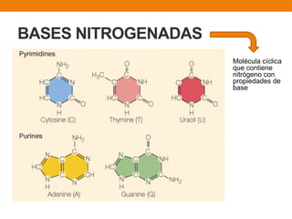 BASES NITROGENADAS
Molécula cíclica
que contiene
nitrógeno con
propiedades de
base
 