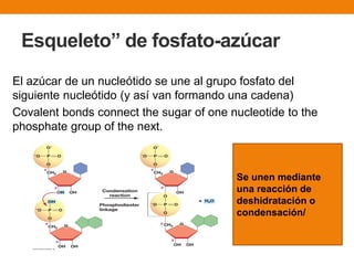 Esqueleto” de fosfato-azúcar
El azúcar de un nucleótido se une al grupo fosfato del
siguiente nucleótido (y así van formando una cadena)
Covalent bonds connect the sugar of one nucleotide to the
phosphate group of the next.
Se unen mediante
una reacción de
deshidratación o
condensación/
 