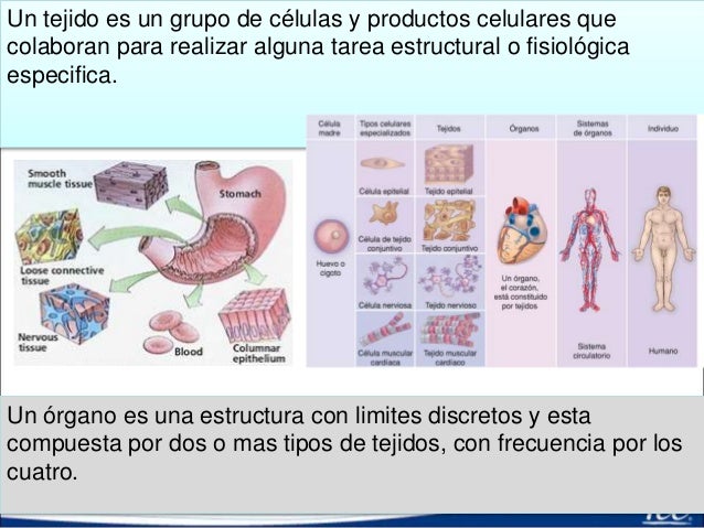 3.1 tejidos ja2016 esp