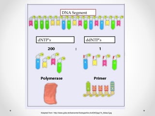 DNA Segment
dNTP’s ddNTP’s
Adapted from http://www.gida.de/testcenter/biologie/bio-dvd040/jpg/14_Ablauf.jpg
 