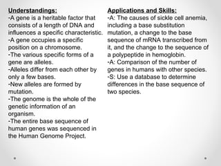 Understandings:
-A gene is a heritable factor that
consists of a length of DNA and
influences a specific characteristic.
-A gene occupies a specific
position on a chromosome.
-The various specific forms of a
gene are alleles.
-Alleles differ from each other by
only a few bases.
-New alleles are formed by
mutation.
-The genome is the whole of the
genetic information of an
organism.
-The entire base sequence of
human genes was sequenced in
the Human Genome Project.
Applications and Skills:
-A: The causes of sickle cell anemia,
including a base substitution
mutation, a change to the base
sequence of mRNA transcribed from
it, and the change to the sequence of
a polypeptide in hemoglobin.
-A: Comparison of the number of
genes in humans with other species.
-S: Use a database to determine
differences in the base sequence of
two species.
 