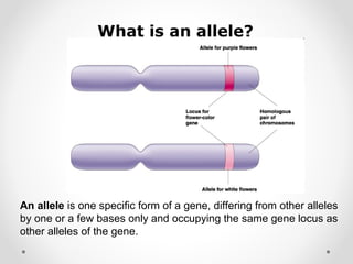 What is an allele?
An allele is one specific form of a gene, differing from other alleles
by one or a few bases only and occupying the same gene locus as
other alleles of the gene.
 