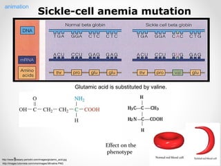 Sickle-cell anemia mutation
Effect on the
phenotype
animation
Glutamic acid is substituted by valine.
http://www.glossary.periodni.com/images/glutamic_acid.jpg
http://images.tutorvista.com/cms/images/38/valine.PNG
 