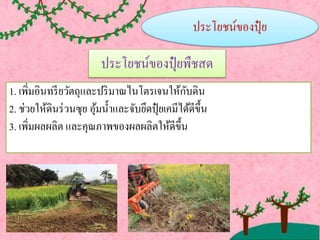 ประโยชน์ของปุ๋ ยพืชสด
1. เพิ่มอินทรียวัตถุและปริมาณไนโตรเจนให้กับดิน
2. ช่วยให้ดินร่วนซุย อุ้มน้าและจับยึดปุ๋ ยเคมีได้ดีขึ้น
3. เพิ่มผลผลิต และคุณภาพของผลผลิตให้ดีขึ้น
 