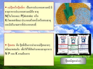 • แม่ปุ๋ ยหรือปุ๋ ยเดี่ยว เป็นสารประกอบทางเคมี มี
ธาตุอาหารประกอบทางเคมีคือ ธาตุ
N(ไนโตรเจน) P(ฟอสเฟต) หรือ
K(โพแทสเซียม) ประกอบด้วยหนึ่งหรือสองธาตุ
และมีปริมาณสารที่ประกอบคงที่
ปุ๋ ยเคมีสูตรต่างๆ
• ปุ๋ ยผสม คือ ปุ๋ ยที่เป็นการนาเอาแม่ปุ๋ ยหลายๆ
ชนิดมาผสมกัน เพื่อให้ได้สัดส่วนของธาตุอาหาร
N P และ K ตามต้องการ
 