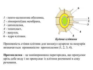 1 - пекто-целюлозна оболонка,
2 - ліпопротеїдна мембрана,
3 - цитоплазма,
4 - тонопласт,
5 - вакуоль.
6 – ядро клітини.
Проникність стінки клітини для молекул цукрози та нецукрів
визначається проникністю протоплазми (1, 2, 3, 4).
Протоплазма – це напівпроникна перегородка, що пропускає
крізь себе воду і не пропускає із клітини розчинені в соку
речовини.
Будова клітини
 