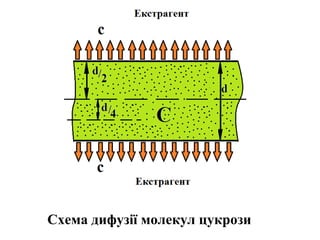 Схема дифузії молекул цукрози
 