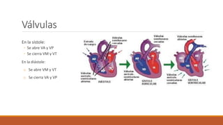 Válvulas
En la sístole:
◦ Se abre VA y VP
◦ Se cierra VM y VT
En la diástole:
o Se abre VM y VT
o Se cierra VA y VP
 