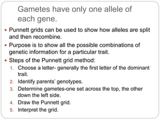 Gametes have only one allele of
each gene.
 Punnett grids can be used to show how alleles are split
and then recombine.
 Purpose is to show all the possible combinations of
genetic information for a particular trait.
 Steps of the Punnett grid method:
1. Choose a letter- generally the first letter of the dominant
trait.
2. Identify parents’ genotypes.
3. Determine gametes-one set across the top, the other
down the left side.
4. Draw the Punnett grid.
5. Interpret the grid.
 