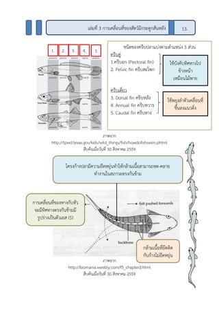 ชนิดของครีบปลาแบ่งตามตาแหน่ง 5 ส่วน
ครีบคู่
1.ครีบอก (Pectoral fin)
2. Pelvic fin ครีบสะโพก
ครีบเดี่ยว
3. Dorsal fin ครีบหลัง
4. Annual fin ครีบทวาร
5. Caudal fin ครีบหาง
ภาพจาก
http://tpwd.texas.gov/kids/wild_things/fish/howdofishswim.phtml
สืบค้นเมื่อวันที่ 30 สิงหาคม 2559
ภาพจาก
http://biomania.weebly.com/f5_chapter2.html
สืบค้นเมื่อวันที่ 30 สิงหาคม 2559
เล่มที่ 3 การเคลื่อนที่ของสัตว์มีกระดูกสันหลัง 13.
2.1. 3. 4. 5
ใช้บังคับทิศทางไป
ข้างหน้า
เหมือนไม้พาย
ใช้พยุงลาตัวเคลื่อนที่
ขึ้นลงแนวดิ่ง
โครงก้างปลามีความยืดหยุ่นทาให้กล้ามเนื้อสามารถหด-คลาย
ทางานในสภาวะตรงกันข้าม
กล้ามเนื้อที่ยึดติด
กับก้างไม่ยืดหยุ่น
การเคลื่อนที่ของหางกับหัว
จะมีทิศทางตรงกันข้ามมี
รูปร่างเป็นตัวเอส (S)
 