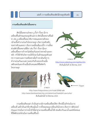 สัตว์เลื้อยคลานจาพวก งู กิ้งก่า จิ้งจก มีการ
เคลื่อนที่ในลักษณะของรูปตัวเอส (S) สัตว์เลื้อยคลานที่ไม่มี
ขา เช่น งู เคลื่อนที่โดยอาศัยการหดและคลายตัวของ
กล้ามเนื้อทางานร่วมกับโครงกระดูก เกิดการงอตัวสลับ
ระหว่างซ้ายและขวา เรียกการเคลื่อนที่แบบนี้ว่า การเลื้อย
ส่วนสัตว์เลื้อยคลานที่มีขา เช่น กิ้งก่า จิ้งจก ตุ๊กแก
เคลื่อนที่โดยการก้าวขาไม่พร้อมกันระหว่างขาหน้าและขา
หลัง ทาให้ลาตัวเกิดการงอโค้งไปมาในลักษณะรูปตัวเอส
(S) การงอขาและการเหยียดขาเมื่อก้าวขาเดินเกิดการ
ทางานร่วมกันแบบสภาวะตรงกันข้ามของกล้ามเนื้อ
เฟล็กเซอร์และกล้ามเนื้อเอ็กเทนเซอร์ที่ยึดติดกับ
โครงกระดูก
การเคลื่อนที่ของเต่า ถ้าเป็นเต่าบกมีการเคลื่อนที่โดยใช้ขา ที่ขามีนิ้วเท้าช่วยในการ
เคลื่อนที่ แต่ถ้าเป็นเต่าที่อาศัยอยู่ในน้า ขาทั้งหมดจะถูกเปลี่ยนเป็นใบพาย เรียกกว่า ฟลิปเปอร์
(flipper) ช่วยในการว่ายน้าทาให้เต่าสามารถเคลื่อนที่ในน้าได้ เช่นเดียวกับแมวน้าและสิงโตทะเล
ที่ใช้ฟลิปเปอร์ช่วยในการเคลื่อนที่ในน้า
เล่มที่ 3 การเคลื่อนที่ของสัตว์มีกระดูกสันหลัง 14.
การเคลื่อนที่ของสัตว์เลื้อยคลาน
ภาพจาก
http://www.thaigoodview.com/node/32468 และ
http://www.blacklaserlearning.com/adventure/hawksbill-sea-turtle/
สืบค้นเมื่อวันที่ 30 สิงหาคม 2559
ภาพจาก
http://www.rubberbug.com/reptiles.htm
สืบค้นเมื่อวันที่ 30 สิงหาคม 2559
Flipper
 