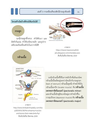 นกมีกระดูกที่กลวง ทาให้ตัวเบา และ
อัดตัวกันแน่น ทาให้นกมีขนาดเล็ก และรูปร่าง
เพรียวลมจึงเคลื่อนตัวไปในอากาศได้ดี
เล่มที่ 3 การเคลื่อนที่ของสัตว์มีกระดูกสันหลัง 16.
โครงสร้างใดบ้างที่ช่วยให้นกบินได้
นกมีกล้ามเนื้อที่ใช้ในการขยับปีกที่แข็งแรงโดย
กล้ามเนื้อนี้จะยึดอยู่ระหว่างโคนปีกกับกระดูกอก
(keel of sternum) กล้ามเนื้อคูหนึ่ง ทาหน้าที่เป็น
กล้ามเนื้อยกปีก (levater muscle) คือ กล้ามเนื้อ
เพกทอราลิสไมเนอร์ (pectoralis minor)
และกล้ามเนื้ออีกคู่มีขนาดใหญ่มากทาหน้าที่ใน
การหุบปีกลง (depressor muscle) คือ กล้ามเนื้อ
เพกทอราลิสเมเจอร์ (pectoralis major)
ภาพจาก
http://www.birdwatchingdaily.com/blo
g/2014/01/30/the-amazing-muscles-
and-bones-that-make-birds-fly/
สืบค้นวันที่30 สิงหาคม 2559
ภาพจาก
https://sharon-taxonomy2010-
p6.wikispaces.com/chordata-aves
สืบค้นวันที่30 สิงหาคม 2559
กระดูก
กล้ามเนื้อ
 