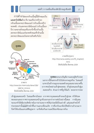 ภาพจาก
http://www.bio.miami.edu/dana/106/
106F14_10.html
สืบค้นวันที่30 สิงหาคม 2559
ถุงลมของนกเจริญดีมากและอยู่ติดกับปอด
นอกจากนี้ยังแทรกเข้าไปในโครงกระดูกด้วย ในขณะที่
นกหายใจเข้ากระดูกอกจะลดต่าลงถุงลมขยายขนาดขึ้น
อากาศจะไหลผ่านเข้าสู่หลอดลม เข้าสู่ปอดและเข้าสู่ถุง
ลมตอนท้าย ส่วนอากาศที่ถูกใช้แล้ว จะออกจากปอด
เข้าสู่ถุงลมตอนหน้า ในขณะที่หายใจออก อากาศจากถุงลมตอนท้ายจะเข้าสู่ปอด ทาให้ปอด
พองออกและอากาศจากถุงลมตอนหน้าถูกขับออกนอกร่างกายต่อไปอย่างนี้เสมอ การมีถุงลม
ของนกทาให้เพิ่มประสิทธิภาพในการถ่ายเทอากาศให้แก่ปอดได้เป็นอย่างดี แต่ถุงลมทาหน้าที่
ช่วยปอดเท่านั้นไม่ได้ทาหน้าที่ในการแลกเปลี่ยนแก๊ส การที่นกบินนกต้องใช้พลังงานจานวนมาก
จึงทาให้นกมีเมแทบอลิซึมสูงมาก นกจึงต้องกินมากและใช้ออกซิเจนมากด้วย
ภาพปรับปรุงจาก
http://biomania.weebly.com/f5_chapter2.
html
สืบค้นวันที่30 สิงหาคม 2559
เล่มที่ 3 การเคลื่อนที่ของสัตว์มีกระดูกสันหลัง 17.
การทางานของกล้ามเนื้อคู่นี้มีลักษณะเป็น
แอนทาโกนิซึมด้วย คือ ขณะที่นกกดปีกลง
กล้ามเนื้อเพกทอราลิสเมเจอร์ (กล้ามเนื้อกดปีก)
จะหดตัว ส่วนเพกทอราลิสไมเนอร์ (กล้ามเนื้อยก
ปีก) จะคลายตัวขณะที่นกยกปีกขึ้นกล้ามเนื้อ
เพกทอราลิสไมเนอร์จะหดตัวขณะที่กล้ามเนื้อ
เพกทอราลิสเมเจอร์จะคลายตัวสลับกันไป
ถุงลม
 