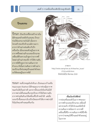 เล่มที่ 3 การเคลื่อนที่ของสัตว์มีกระดูกสันหลัง 18.
ปีกและขน
ขนนก ขนที่ปกคลุมผิวลาตัวนก เป็นขนแบบก้านหรือ
ขนแบบแผง (feather) มีลักษณะเบาบางช่วยอุ้มอากาศ
ขณะบินได้เป็นอย่างดี นอกจากนี้ขนนกยังป้องกันไม่ให้
อากาศผ่านได้ในขณะที่นกหุบปีกลง ทาให้เกิดความดัน
อากาศช่วยดันตัวนกให้เคลื่อนที่ไปข้างหน้าได้ แต่เมื่อ
นกยกปีกขึ้นขนนกบริเวรปีกเปิดออกทาให้อากาศผ่านได้
จึงไม่เกิดแรงต้านขณะที่นกบิน
ปีกนก เป็นอวัยวะที่โครงสร้างภายใน
มีลักษณะคล้ายคลึงกับแขนคน ปีกนก
ช่วยให้นกสามารถบินได้ เนื่องจาก
โครงสร้างของปีกด้านบนมีความยาว
มากกว่าด้านล่างเช่นเดียวกับปีก
เครื่องบิน เมื่อนกลอยตัวอยู่ในอากาศ
อากาศที่ไหลผ่านด้านบนของปีกนกจะ
เคลื่อนที่ด้วยความเร็วสูงกว่าอากาศที่
ไหลผ่านด้านล่างของปีก ทาให้ความดัน
อากาศใต้ปีกสูงกว่าความดันอากาศ
ด้านบน ดังนั้นความดันอากาศด้านล่าง
ของปีกนกจึงช่วยพยุงปีกและลาตัวของ
นกให้ลอยอยู่ในอากาศได้
ภาพจาก
http://www.wangchan.ac.th/teacher_issue/
t712/unit35.html
สืบค้นวันที่30 สิงหาคม 2559
เชื่อมโยงกับฟิสิกส์
การร่อนหรือลอยตัวในอากาศของนก
อากาศด้านบนของปีกนกจะ เคลื่อนที่
อย่างรวดเร็ว ทาให้บริเวณเหนือปีกมี
ความดันอากาศน้อยกว่า อากาศที่
เคลื่อนที่ใต้ปีก ความดันอากาศใต้ปีกซึ่ง
มากกว่าจะพยุงให้ปีกและลาตัวลอยอยู่
ในอากาศ
 