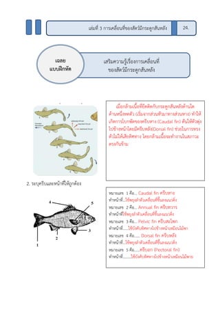 เสริมความรู้เรื่องการเคลื่อนที่
ของสัตว์มีกระดูกสันหลัง
2. ระบุครีบและหน้าที่ให้ถูกต้อง
เล่มที่ 3 การเคลื่อนที่ของสัตว์มีกระดูกสันหลัง 24.
เฉลย
แบบฝึกหัด
หมายเลข 1 คือ… Caudal fin ครีบหาง
ทาหน้าที่…ใช้พยุงลาตัวเคลื่อนที่ขึ้นลงแนวดิ่ง
หมายเลข 2 คือ… Annual fin ครีบทวาร
ทาหน้าที่ใช้พยุงลาตัวเคลื่อนที่ขึ้นลงแนวดิ่ง
หมายเลข 3 คือ… Pelvic fin ครีบสะโพก
ทาหน้าที่……ใช้บังคับทิศทางไปข้างหน้าเหมือนไม้พา
หมายเลข 4 คือ…… Dorsal fin ครีบหลัง
ทาหน้าที่…ใช้พยุงลาตัวเคลื่อนที่ขึ้นลงแนวดิ่ง
หมายเลข 5 คือ……ครีบอก (Pectoral fin)
ทาหน้าที่………ใช้บังคับทิศทางไปข้างหน้าเหมือนไม้พาย
เมื่อกล้ามเนื้อที่ยึดติดกับกระดูกสันหลังด้านใด
ด้านหนึ่งหดตัว (เริ่มจากส่วนหัวมาทางส่วนหาง) ทาให้
เกิดการโบกพัดของครีบหาง (Caudal fin) ดันให้ตัวพุ่ง
ไปข้างหน้าโดยมีครีบหลัง(Dorsal fin) ช่วยในการทรง
ตัวไม่ให้เสียทิศทาง โดยกล้ามเนื้อจะทางานในสภาวะ
ตรงกันข้าม
 