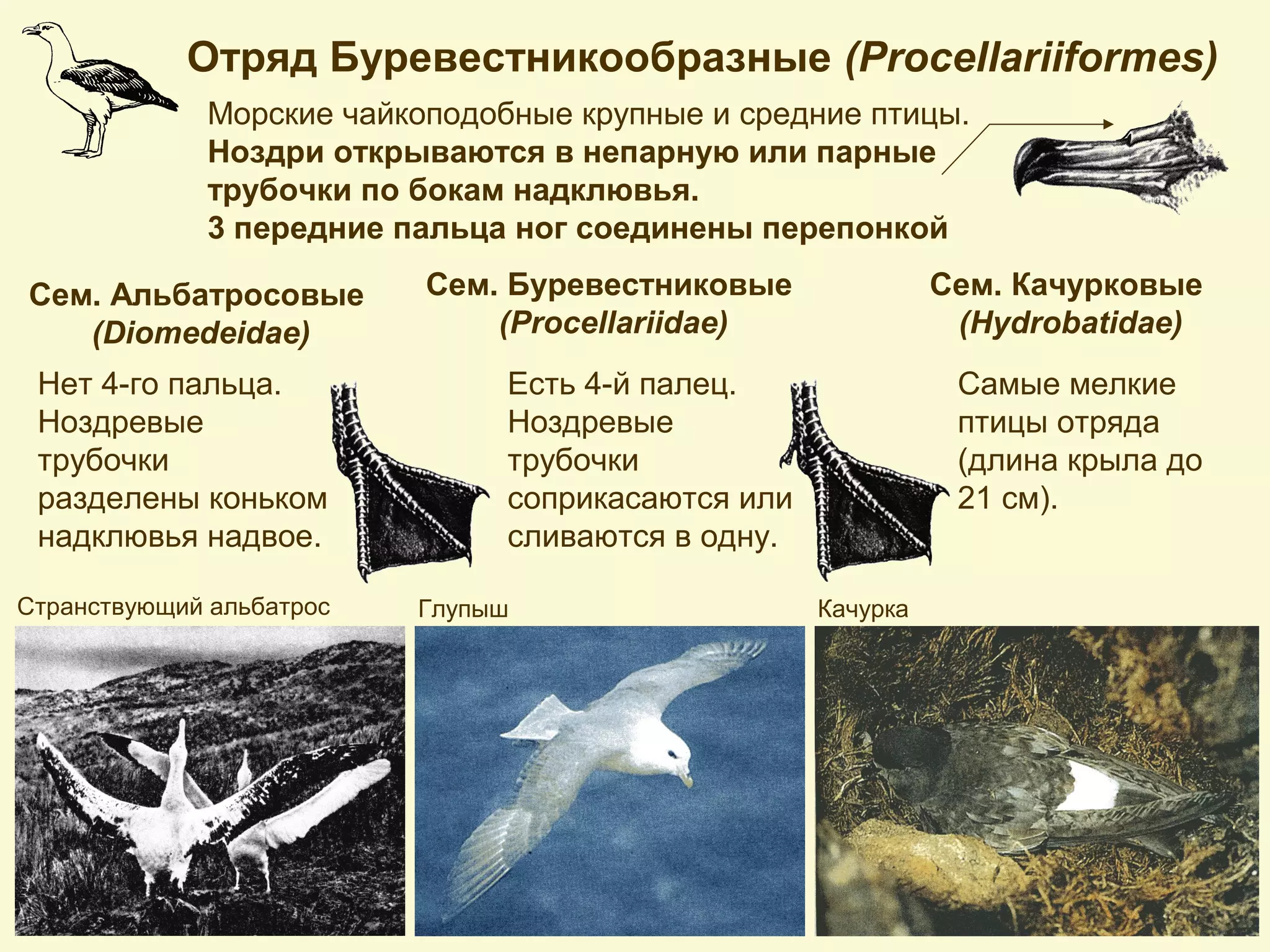 Отряд Буревестникообразные (Procellariiformes)
Морские чайкоподобные крупные и средние птицы.
Ноздри открываются в непарную или парные
трубочки по бокам надклювья.
3 передние пальца ног соединены перепонкой
Сем. Альбатросовые
(Diomedeidae)
Сем. Буревестниковые
(Procellariidae)
Сем. Качурковые
(Hydrobatidae)
Нет 4-го пальца.
Ноздревые
трубочки
разделены коньком
надклювья надвое.
Есть 4-й палец.
Ноздревые
трубочки
соприкасаются или
сливаются в одну.
Самые мелкие
птицы отряда
(длина крыла до
21 см).
Странствующий альбатрос Глупыш Качурка
 