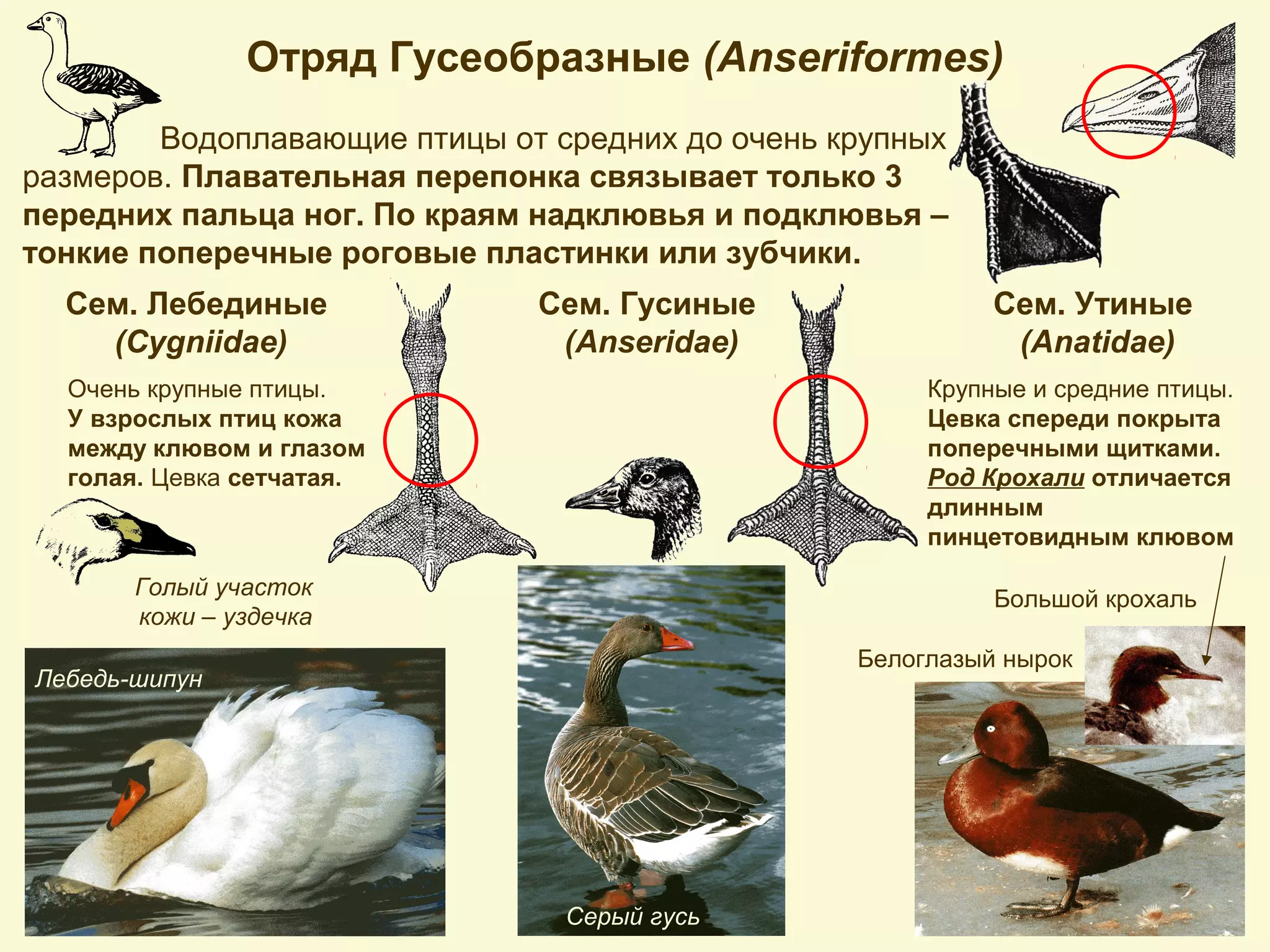 Сем. Утиные
(Anatidae)
Крупные и средние птицы.
Цевка спереди покрыта
поперечными щитками.
Род Крохали отличается
длинным
пинцетовидным клювом
Белоглазый нырок
Большой крохаль
Отряд Гусеобразные (Anseriformes)
Водоплавающие птицы от средних до очень крупных
размеров. Плавательная перепонка связывает только 3
передних пальца ног. По краям надклювья и подклювья –
тонкие поперечные роговые пластинки или зубчики.
Сем. Лебединые
(Cygniidae)
Сем. Гусиные
(Anseridae)
Очень крупные птицы.
У взрослых птиц кожа
между клювом и глазом
голая. Цевка сетчатая.
Лебедь-шипун
Серый гусь
Голый участок
кожи – уздечка
 