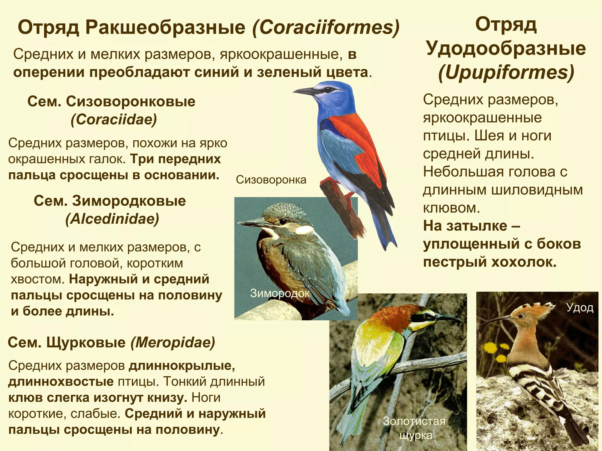 Отряд Ракшеобразные (Coraciiformes)
Средних и мелких размеров, яркоокрашенные, в
оперении преобладают синий и зеленый цвета.
Сем. Сизоворонковые
(Coraciidae)
Сем. Зимородковые
(Alcedinidae)
Сем. Щурковые (Meropidae)
Средних размеров, похожи на ярко
окрашенных галок. Три передних
пальца сросщены в основании.
Средних и мелких размеров, с
большой головой, коротким
хвостом. Наружный и средний
пальцы сросщены на половину
и более длины.
Средних размеров длиннокрылые,
длиннохвостые птицы. Тонкий длинный
клюв слегка изогнут книзу. Ноги
короткие, слабые. Средний и наружный
пальцы сросщены на половину.
Сизоворонка
Зимородок
Золотистая
щурка
Отряд
Удодообразные
(Upupiformes)
Средних размеров,
яркоокрашенные
птицы. Шея и ноги
средней длины.
Небольшая голова с
длинным шиловидным
клювом.
На затылке –
уплощенный с боков
пестрый хохолок.
Удод
 
