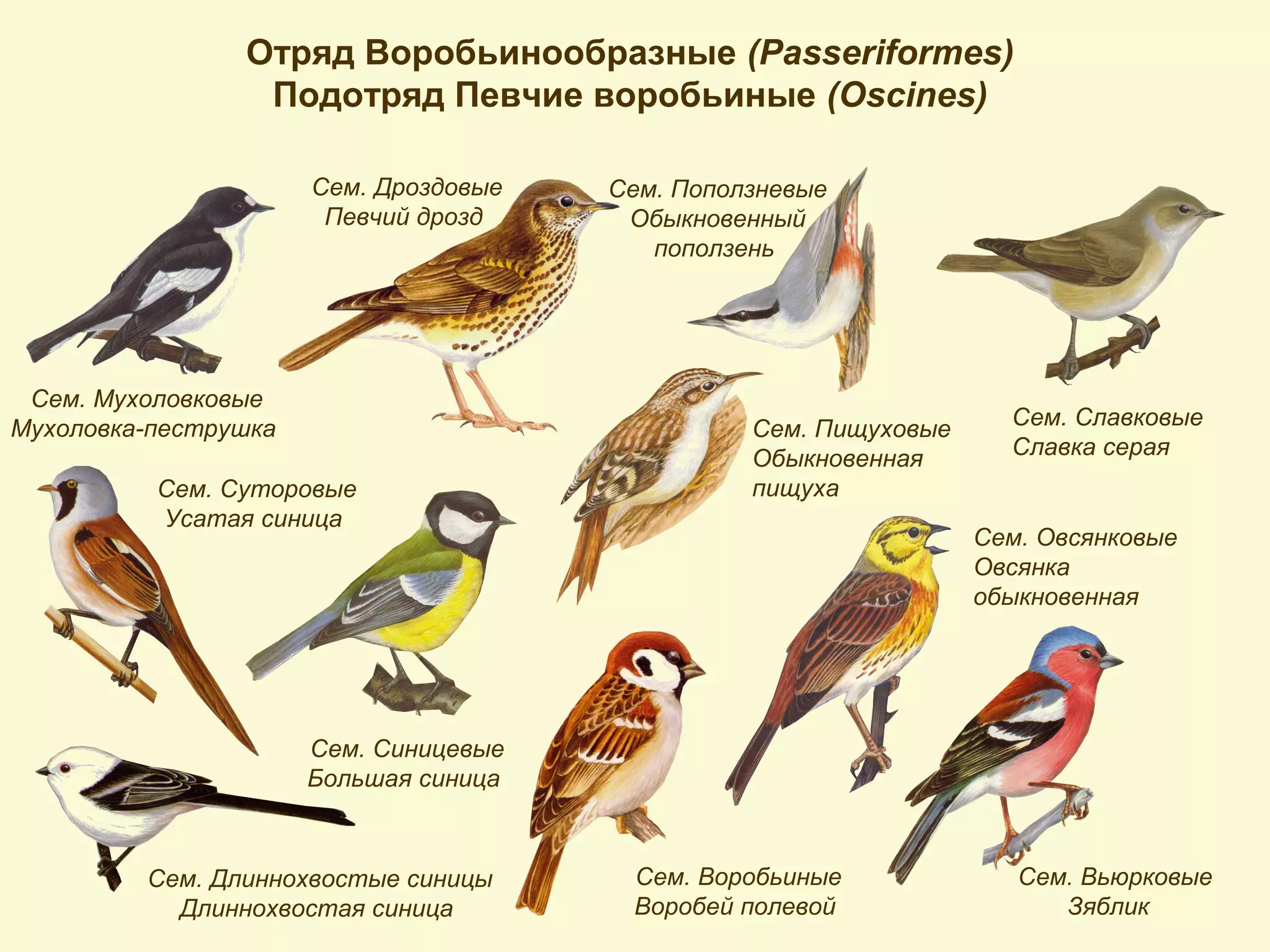 Отряд Воробьинообразные (Passeriformes)
Подотряд Певчие воробьиные (Oscines)
Сем. Мухоловковые
Мухоловка-пеструшка
Сем. Дроздовые
Певчий дрозд
Сем. Суторовые
Усатая синица
Сем. Длиннохвостые синицы
Длиннохвостая синица
Сем. Синицевые
Большая синица
Сем. Поползневые
Обыкновенный
поползень
Сем. Пищуховые
Обыкновенная
пищуха
Сем. Воробьиные
Воробей полевой
Сем. Вьюрковые
Зяблик
Сем. Овсянковые
Овсянка
обыкновенная
Сем. Славковые
Славка серая
 