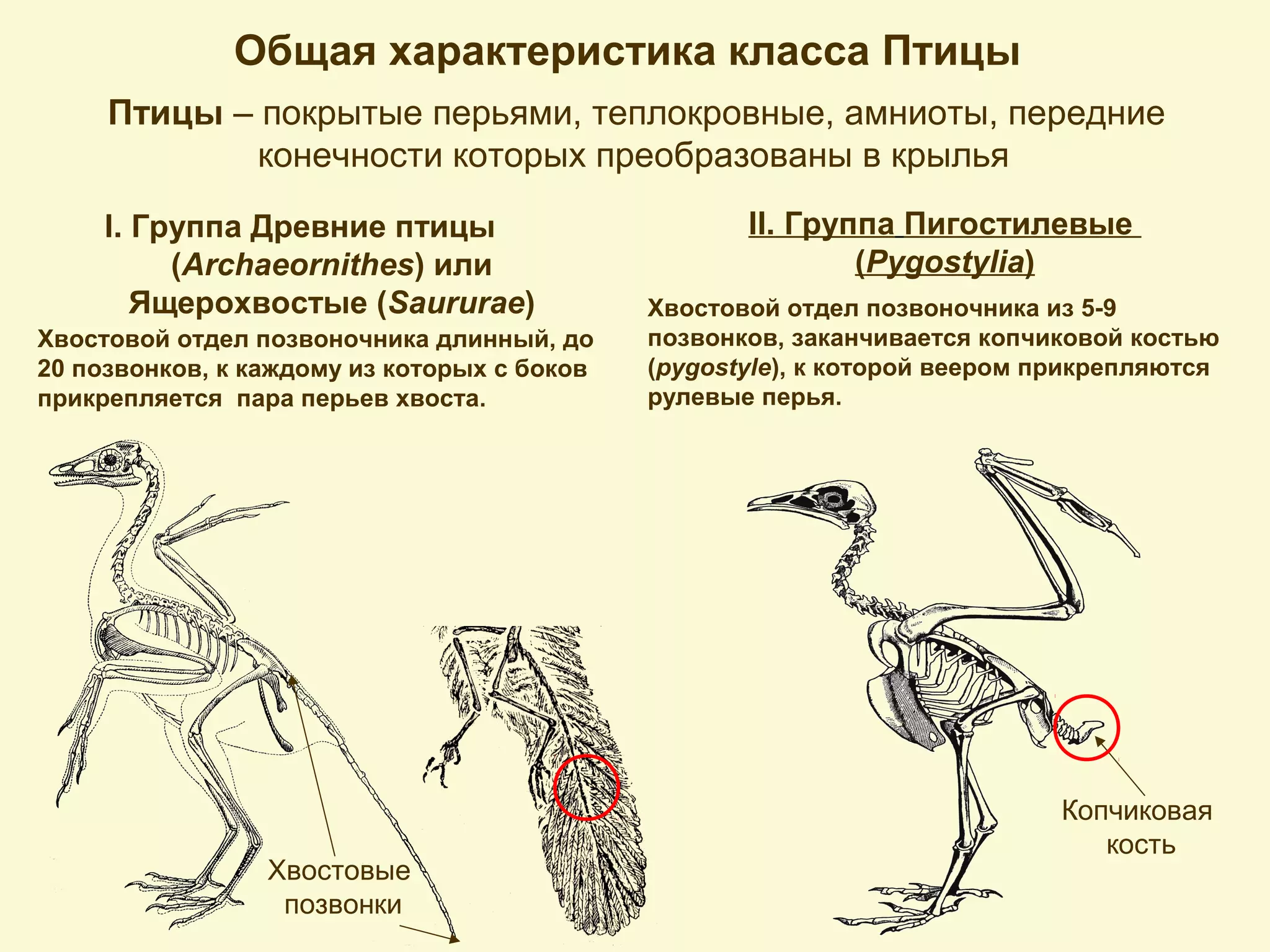 Общая характеристика класса Птицы
Птицы – покрытые перьями, теплокровные, амниоты, передние
конечности которых преобразованы в крылья
I. Группа Древние птицы
(Archaeornithes) или
Ящерохвостые (Saururae)
Хвостовой отдел позвоночника длинный, до
20 позвонков, к каждому из которых с боков
прикрепляется пара перьев хвоста.
Хвостовой отдел позвоночника из 5-9
позвонков, заканчивается копчиковой костью
(pygostyle), к которой веером прикрепляются
рулевые перья.
Копчиковая
кость
Хвостовые
позвонки
II. Группа Пигостилевые
(Pygostylia)
 