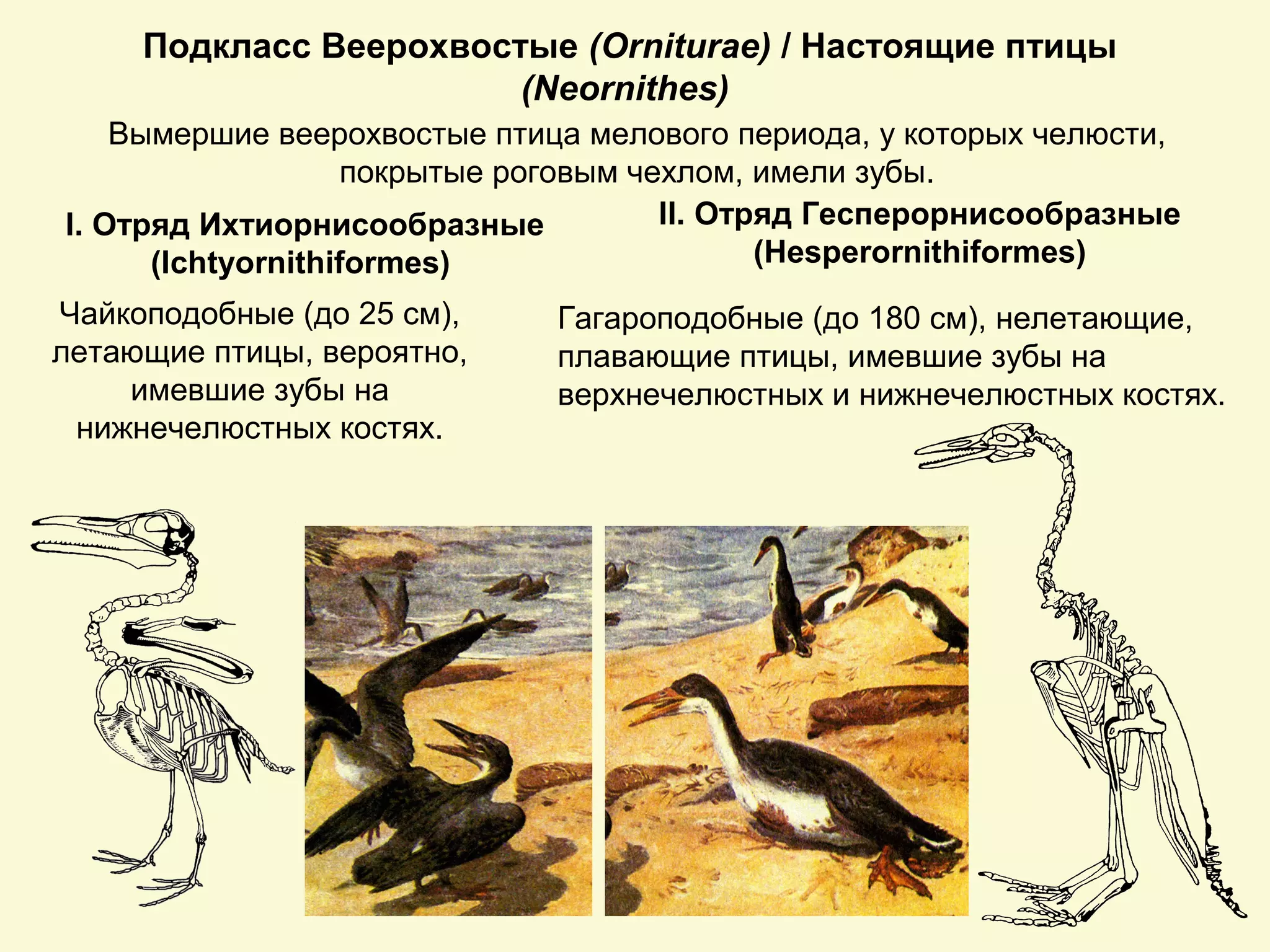 Подкласс Веерохвостые (Orniturae) / Настоящие птицы
(Neornithes)
Вымершие веерохвостые птица мелового периода, у которых челюсти,
покрытые роговым чехлом, имели зубы.
Чайкоподобные (до 25 см),
летающие птицы, вероятно,
имевшие зубы на
нижнечелюстных костях.
Гагароподобные (до 180 см), нелетающие,
плавающие птицы, имевшие зубы на
верхнечелюстных и нижнечелюстных костях.
I. Отряд Ихтиорнисообразные
(Ichtyornithiformes)
II. Отряд Гесперорнисообразные
(Hesperornithiformes)
 