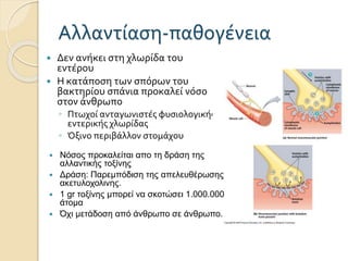 Αλλαντίαση-παθογένεια
 Δεν ανήκει στη χλωρίδα του
εντέρου
 Η κατάποση των σπόρων του
βακτηρίου σπάνια προκαλεί νόσο
στον άνθρωπο
◦ Πτωχοί ανταγωνιστές φυσιολογικής
εντερικής χλωρίδας
◦ Όξινο περιβάλλον στομάχου
 Νόσος προκαλείται απο τη δράση της
αλλαντικής τοξίνης
 Δράση: Παρεμπόδιση της απελευθέρωσης
ακετυλοχολινης.
 1 gr τοξίνης μπορεί να σκοτώσει 1.000.000
άτομα
 Όχι μετάδοση από άνθρωπο σε άνθρωπο.
 