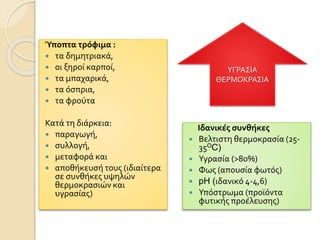 Ύποπτα τρόφιμα :
 τα δημητριακά,
 οι ξηροί καρποί,
 τα μπαχαρικά,
 τα όσπρια,
 τα φρούτα
Κατά τη διάρκεια:
 παραγωγή,
 συλλογή,
 μεταφορά και
 αποθήκευσή τους (ιδιαίτερα
σε συνθήκες υψηλών
θερμοκρασιών και
υγρασίας)
Ιδανικές συνθήκες
 Βελτιστη θερμοκρασία (25-
35OC)
 Υγρασία (>80%)
 Φως (απουσία φωτός)
 pH (ιδανικό 4-4,6)
 Υπόστρωμα (προϊόντα
φυτικής προέλευσης)
ΥΓΡΑΣΙΑ
ΘΕΡΜΟΚΡΑΣΙΑ
 