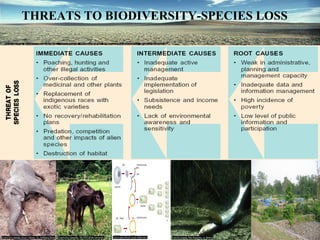 Threats to Biodiversity | PPT
