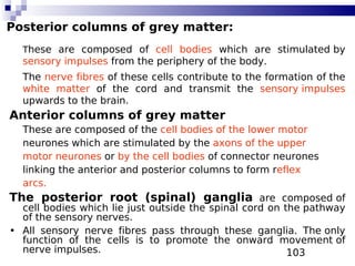 103
Posterior columns of grey matter:
These are composed of cell bodies which are stimulated by
sensory impulses from the periphery of the body.
The nerve fibres of these cells contribute to the formation of the
white matter of the cord and transmit the sensory impulses
upwards to the brain.
Anterior columns of grey matter
These are composed of the cell bodies of the lower motor
neurones which are stimulated by the axons of the upper
motor neurones or by the cell bodies of connector neurones
linking the anterior and posterior columns to form reflex
arcs.
The posterior root (spinal) ganglia are composed of
cell bodies which lie just outside the spinal cord on the pathway
of the sensory nerves.
• All sensory nerve fibres pass through these ganglia. The only
function of the cells is to promote the onward movement of
nerve impulses.
 