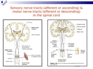 105
Sensory nerve tracts (afferent or ascending) &
motor nerve tracts (efferent or descending)
in the spinal cord
 