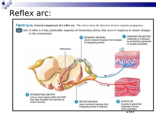 106
Reflex arc:
 