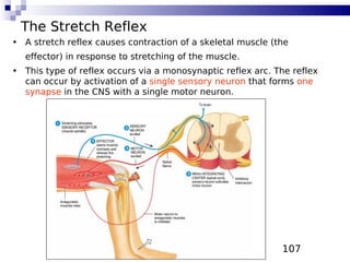 107
The Stretch Reflex
• A stretch reflex causes contraction of a skeletal muscle (the
effector) in response to stretching of the muscle.
• This type of reflex occurs via a monosynaptic reflex arc. The reflex
can occur by activation of a single sensory neuron that forms one
synapse in the CNS with a single motor neuron.
 