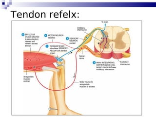 108
Tendon refelx:
 