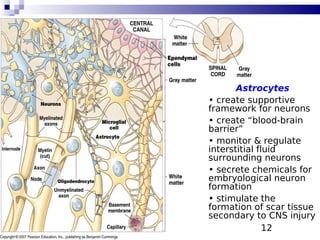 12
Astrocytes
• create supportive
framework for neurons
• create “blood-brain
barrier”
• monitor & regulate
interstitial fluid
surrounding neurons
• secrete chemicals for
embryological neuron
formation
• stimulate the
formation of scar tissue
secondary to CNS injury
 
