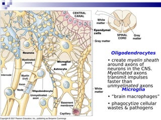 13
Oligodendrocytes
• create myelin sheath
around axons of
neurons in the CNS.
Myelinated axons
transmit impulses
faster than
unmyelinated axons
Microglia
• “brain macrophages”
• phagocytize cellular
wastes & pathogens
 