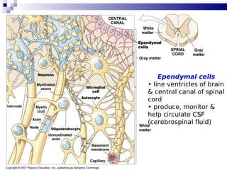 14
Ependymal cells
• line ventricles of brain
& central canal of spinal
cord
• produce, monitor &
help circulate CSF
(cerebrospinal fluid)
 