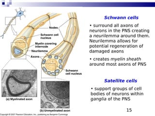15
Schwann cells
• surround all axons of
neurons in the PNS creating
a neurilemma around them.
Neurilemma allows for
potential regeneration of
damaged axons
• creates myelin sheath
around most axons of PNS
Satellite cells
• support groups of cell
bodies of neurons within
ganglia of the PNS
 