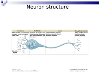 16
Neuron structure
 
