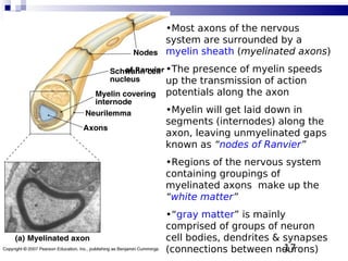 17
•Most axons of the nervous
system are surrounded by a
myelin sheath (myelinated axons)
•The presence of myelin speeds
up the transmission of action
potentials along the axon
•Myelin will get laid down in
segments (internodes) along the
axon, leaving unmyelinated gaps
known as “nodes of Ranvier”
•Regions of the nervous system
containing groupings of
myelinated axons make up the
“white matter”
•“gray matter” is mainly
comprised of groups of neuron
cell bodies, dendrites & synapses
(connections between neurons)
of Ranvier
 